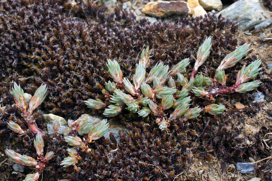 Petrosedum amplexicaule (=Sedum amplexicaule) / Borracina guainata